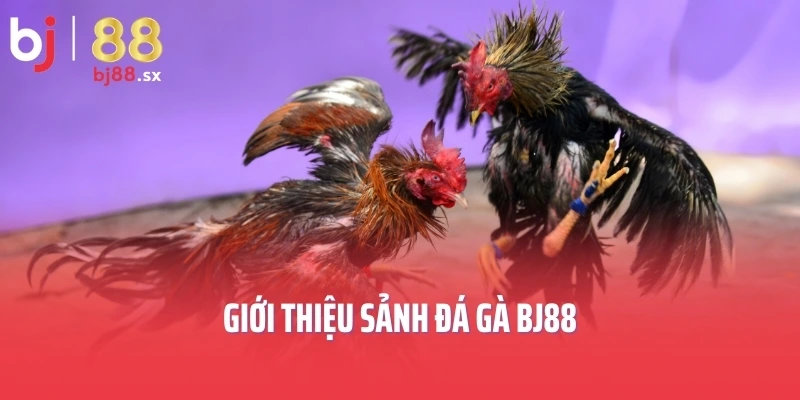Giới thiệu sảnh đá gà BJ88