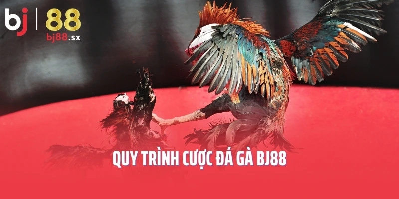 Quy trình cược đá gà BJ88