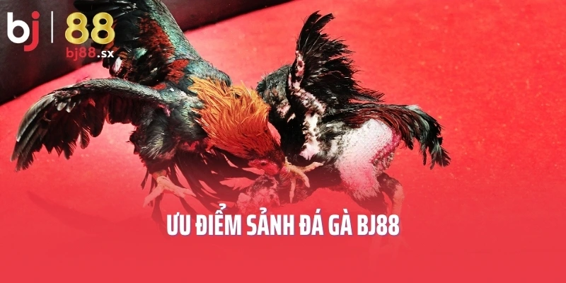 Ưu điểm sảnh đá gà BJ88