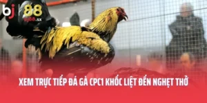 Xem Trực Tiếp Đá Gà CPC1 Khốc Liệt Đến Nghẹt Thở