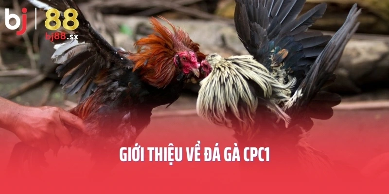Giới thiệu về đá gà CPC1