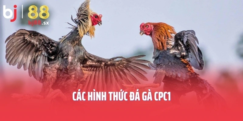 Các hình thức đá gà CPC1