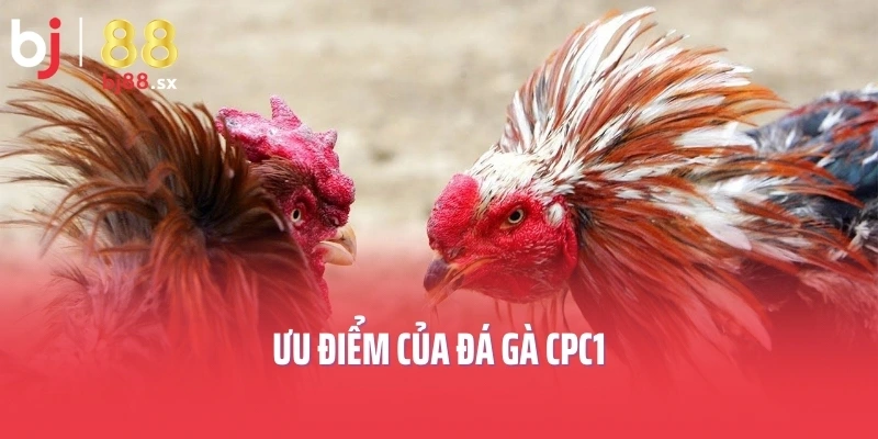 Ưu điểm của đá gà CPC1